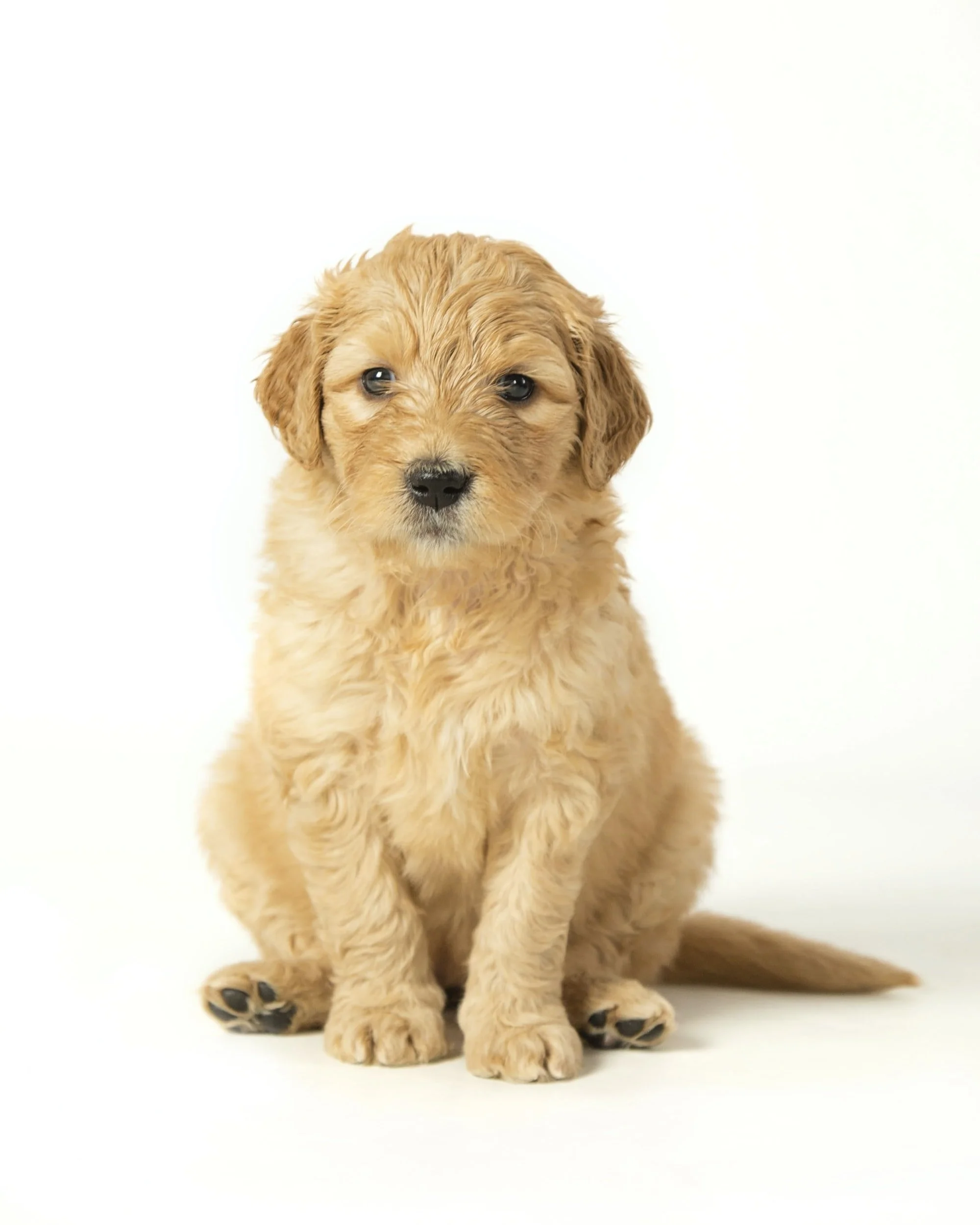 Learn about Goldendoodles Wet Goldendoodle Kisses Kentucky
